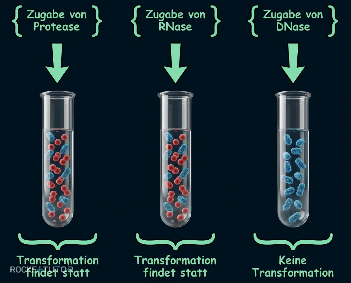 Avery Experiment mit Enzymen