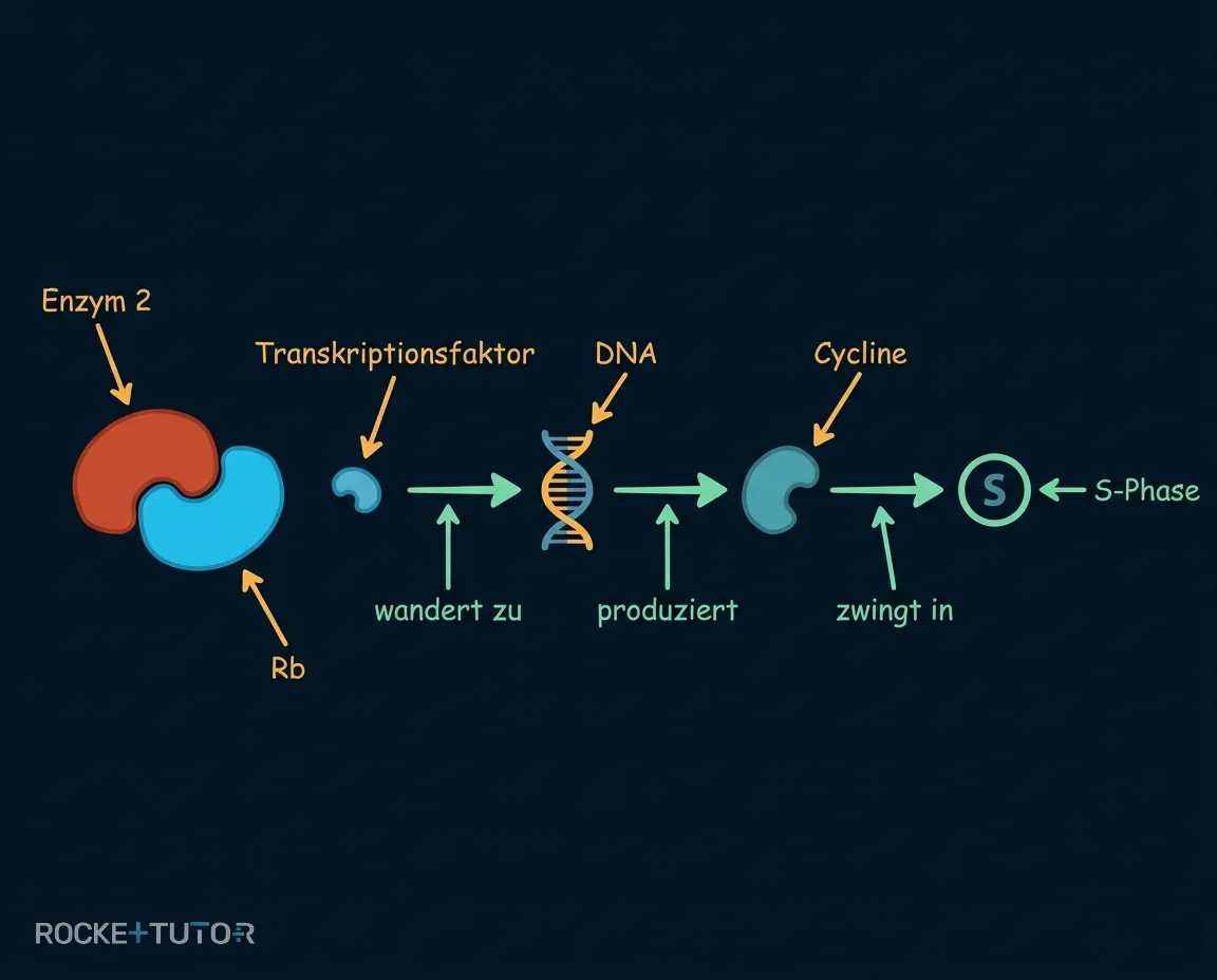 Deaktivierung des Rb-Proteins durch Virus