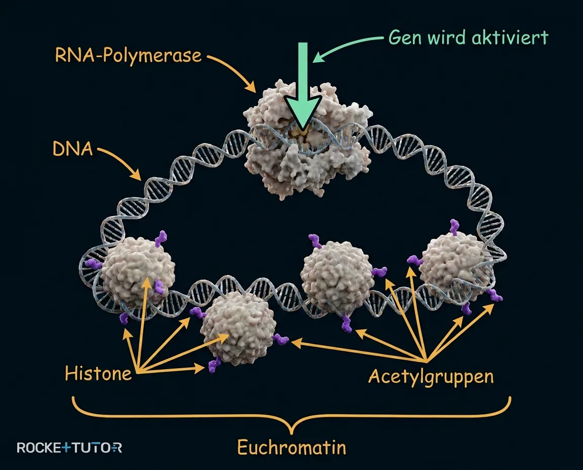 Aufgelockertes Chromatin