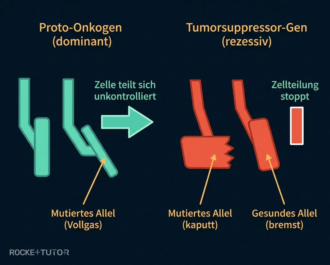 Dominante und rezessive Mutationen