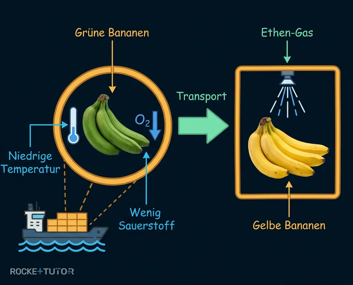 Bananen auf dem Containerschiff