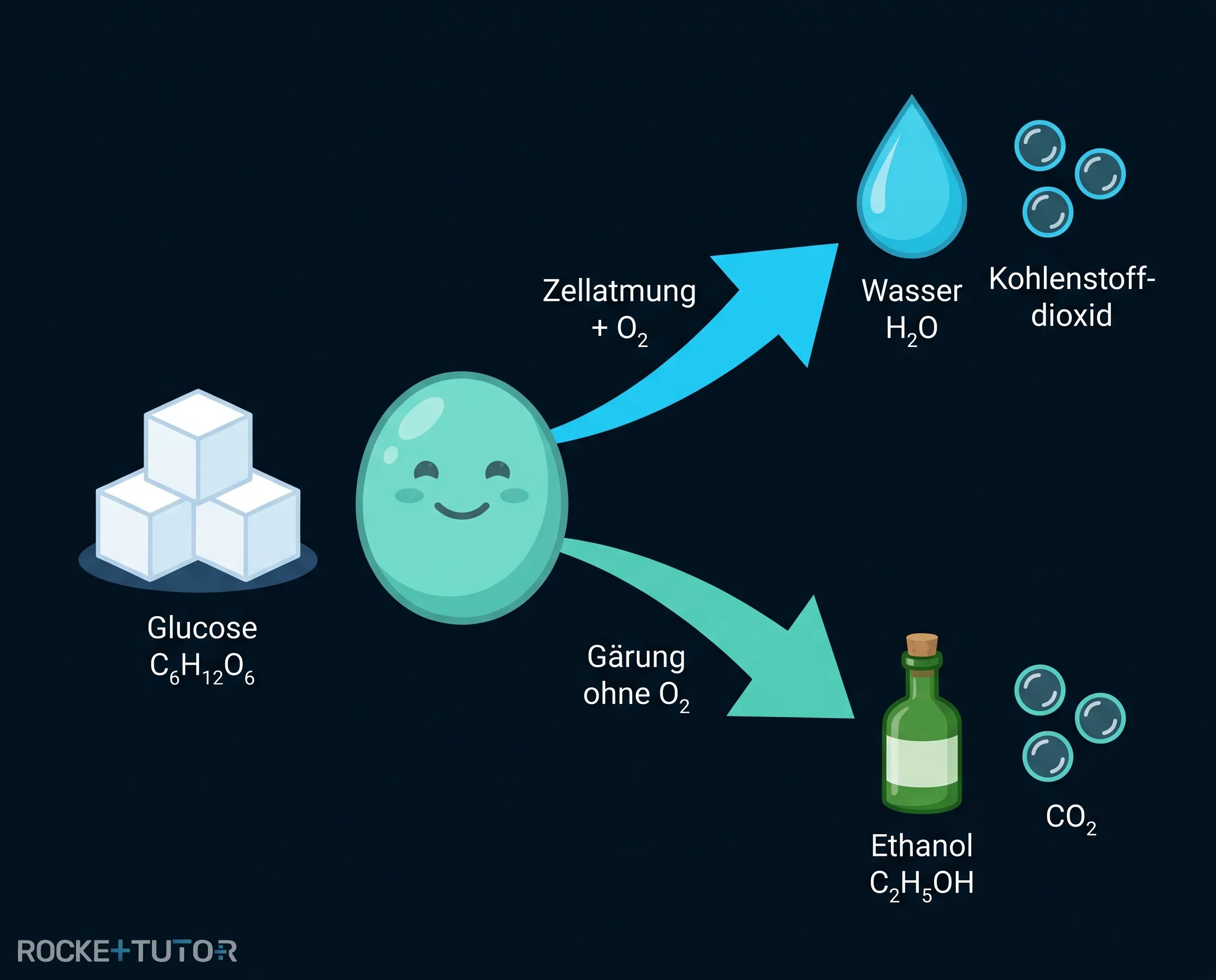 Vergleich Zellatmung und alkoholische Gärung