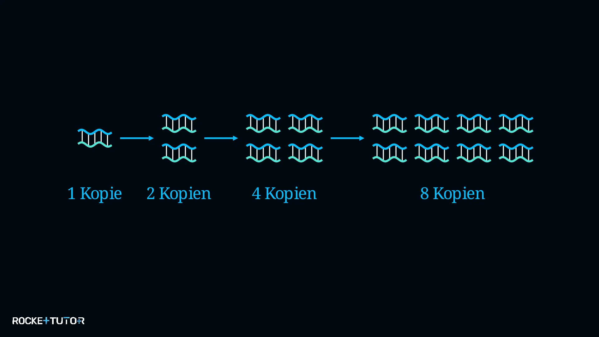 PCR Zyklus zur DNA Vervielfältigung