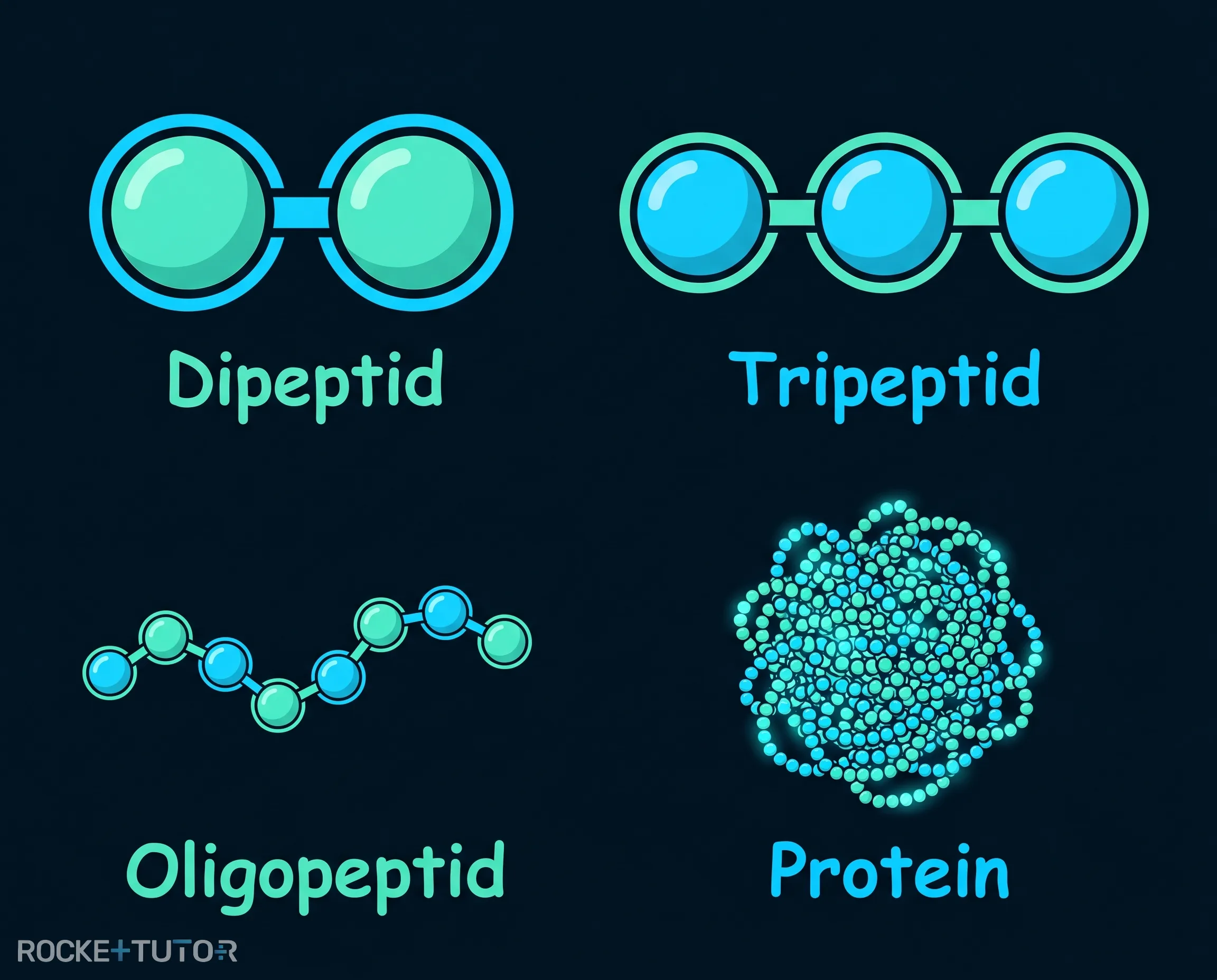 Einteilung von Peptiden und Proteinen