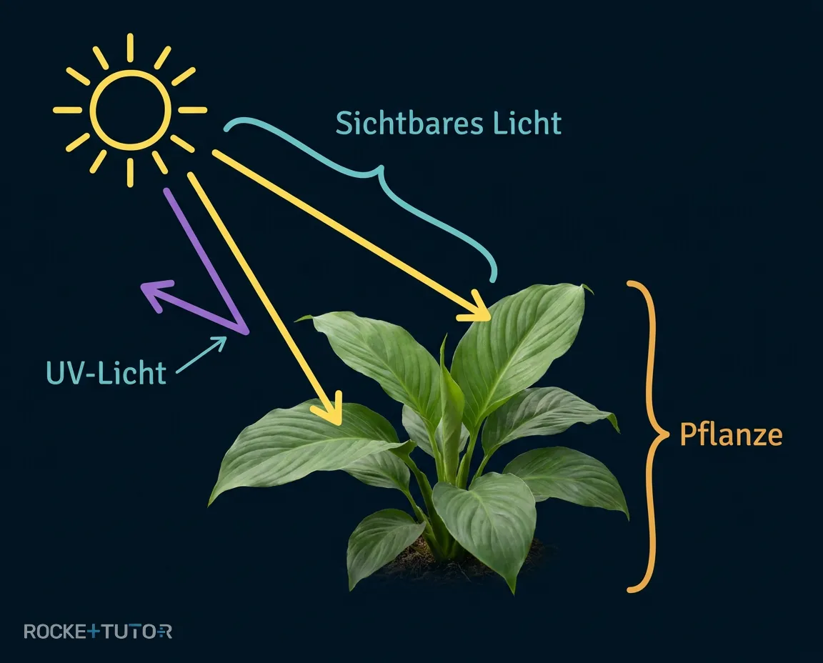 Pflanze in der prallen Sonne