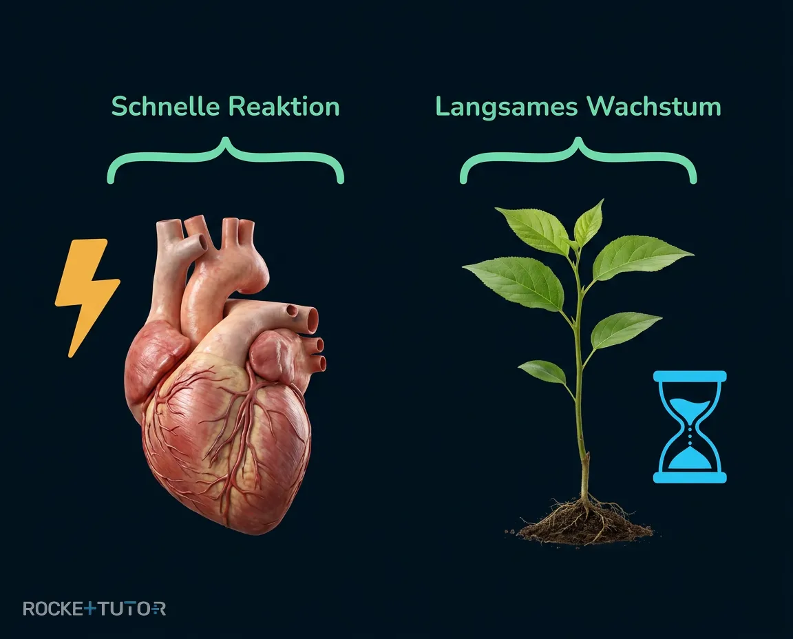 Vergleich Nervensystem und Hormonsystem