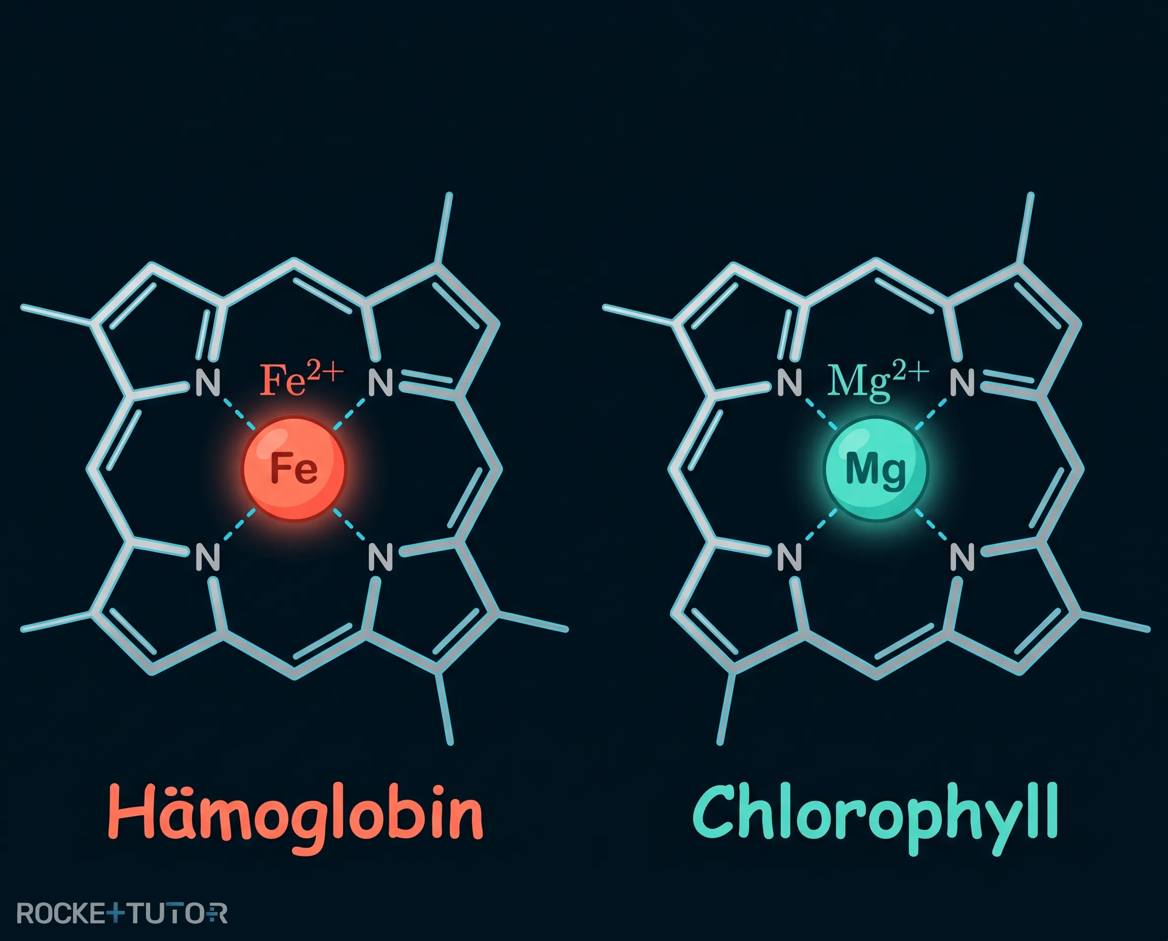 Vergleich Hämoglobin und Chlorophyll
