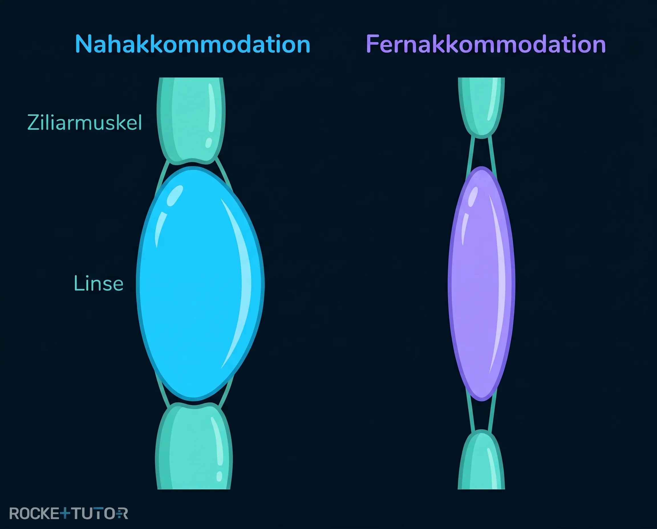 Nahakkommodation und Fernakkommodation