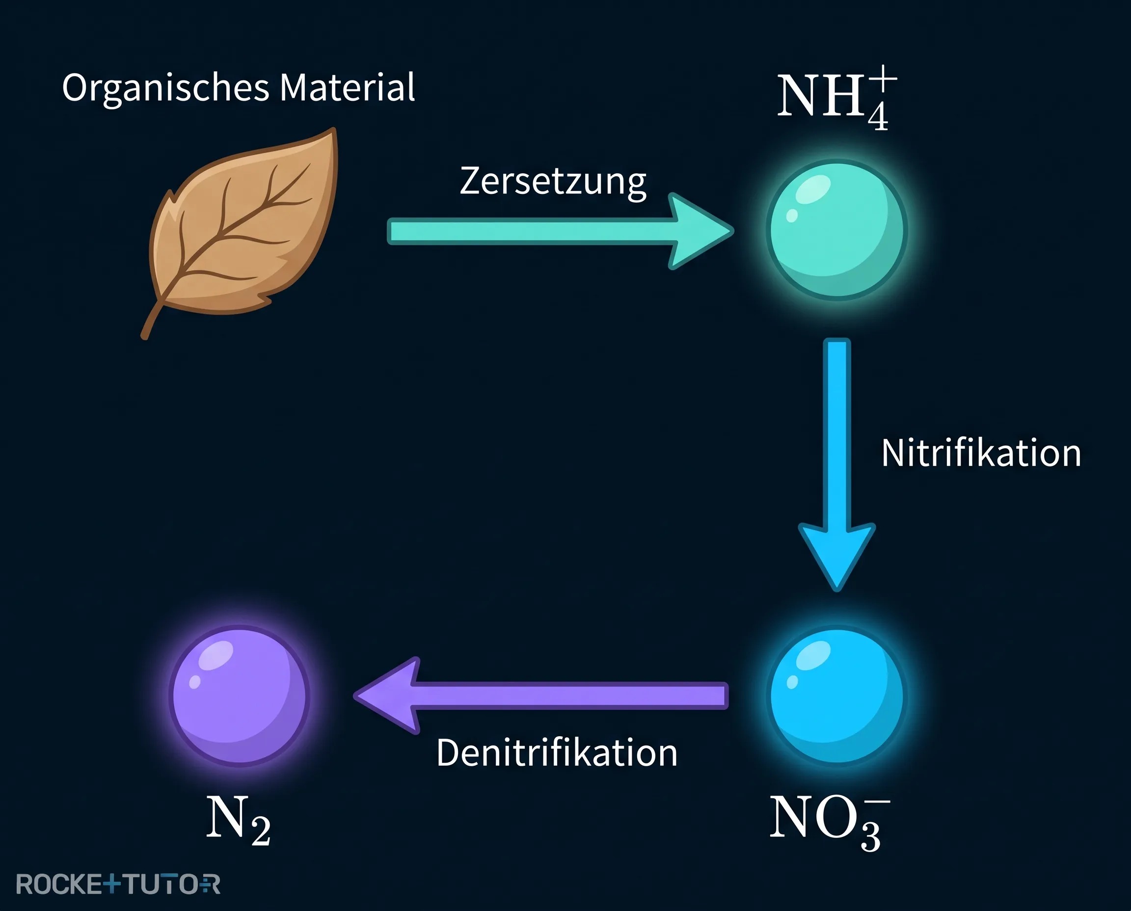 Prozess der Nitrifikation und Denitrifikation