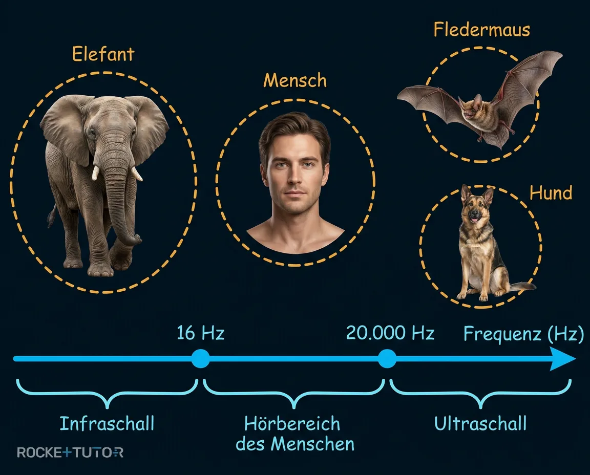 Hörbereiche verschiedener Tiere