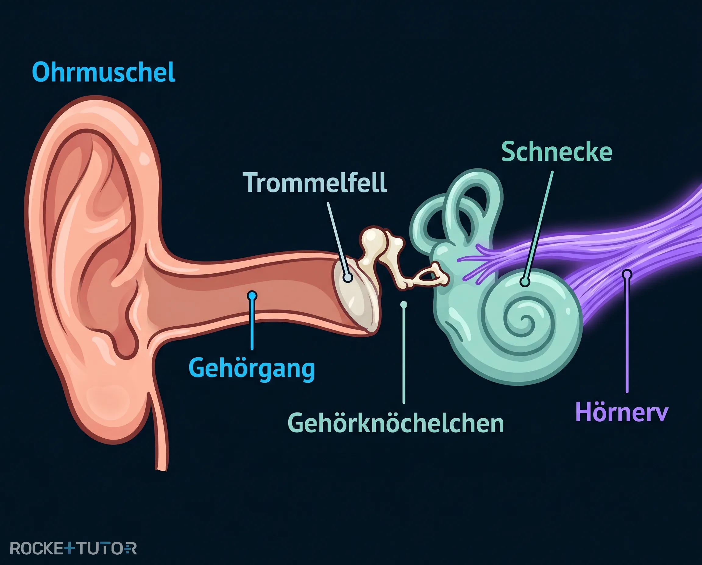 Aufbau des menschlichen Ohres