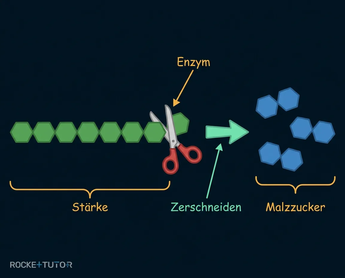 Enzyme zerschneiden Stärke in Zucker