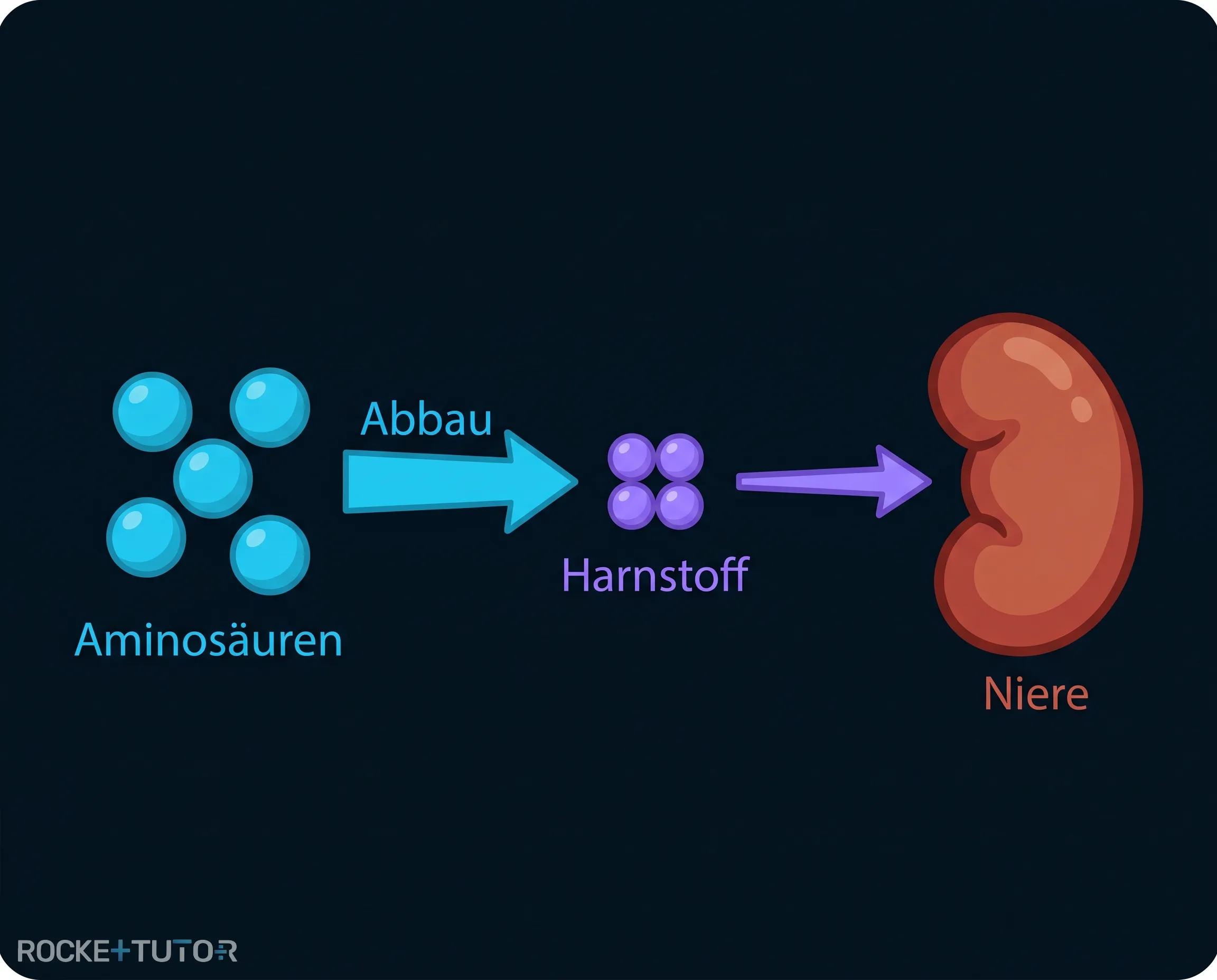 Abbau von Proteinüberschüssen zu Harnstoff
