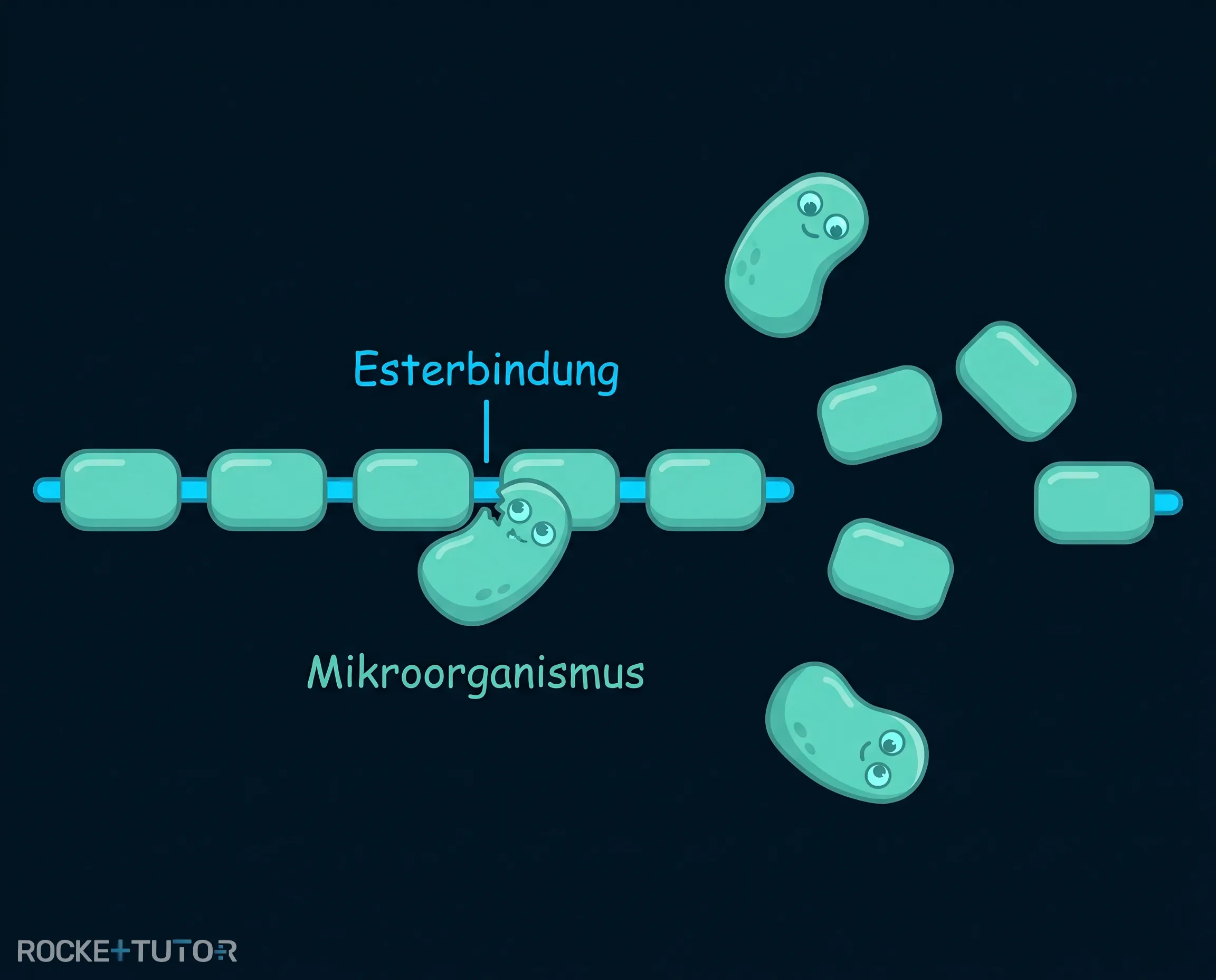 Chemische Struktur einer Esterbindung