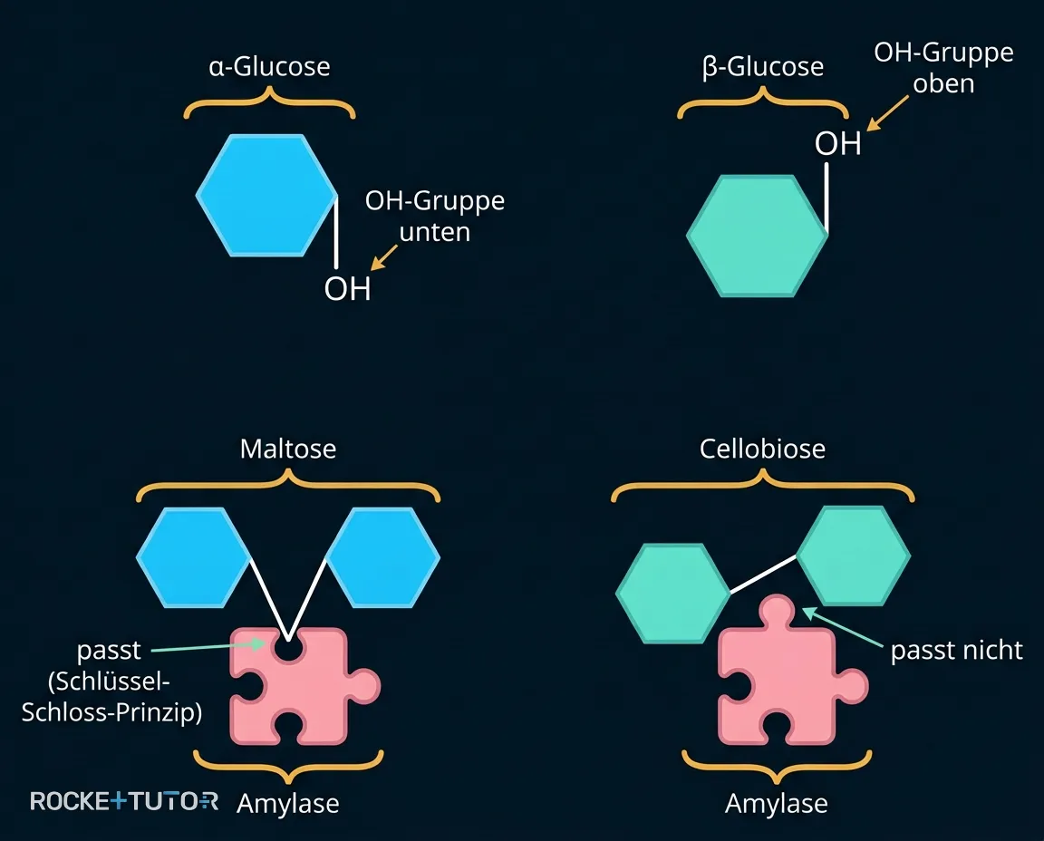 Alpha und Beta Glucose