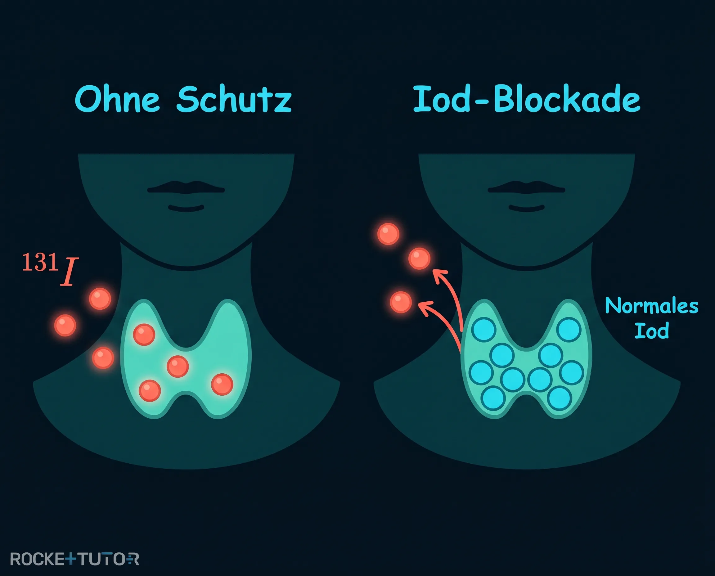 Schilddrüse und Iodaufnahme