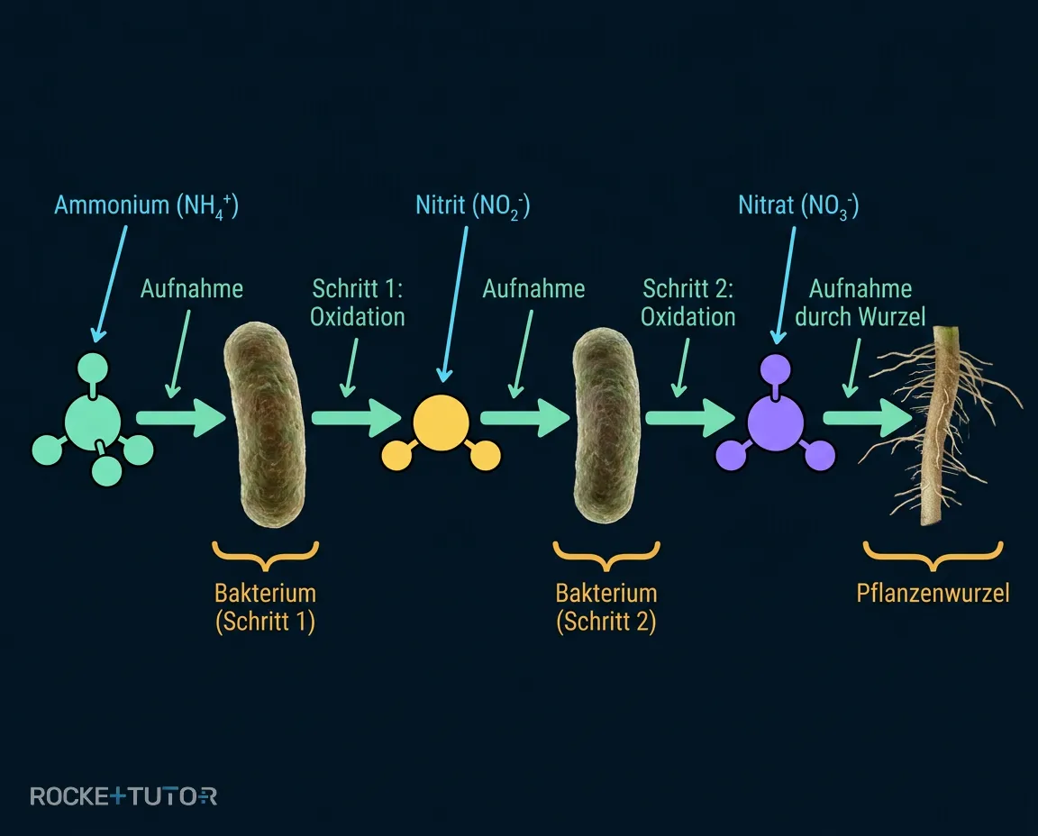 Nitrifikation Ammonium zu Nitrat