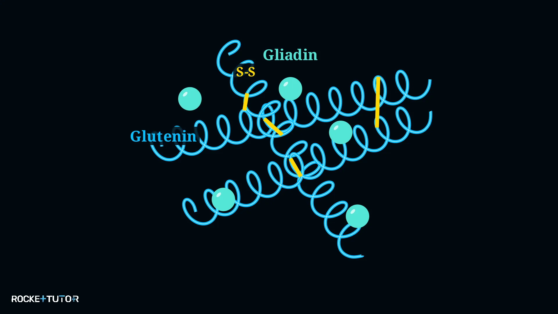 Gluten Netzwerk Teig