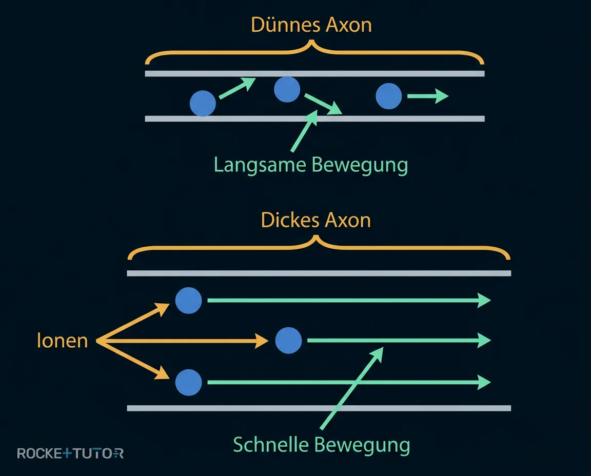 Vergleich dünnes und dickes Axon
