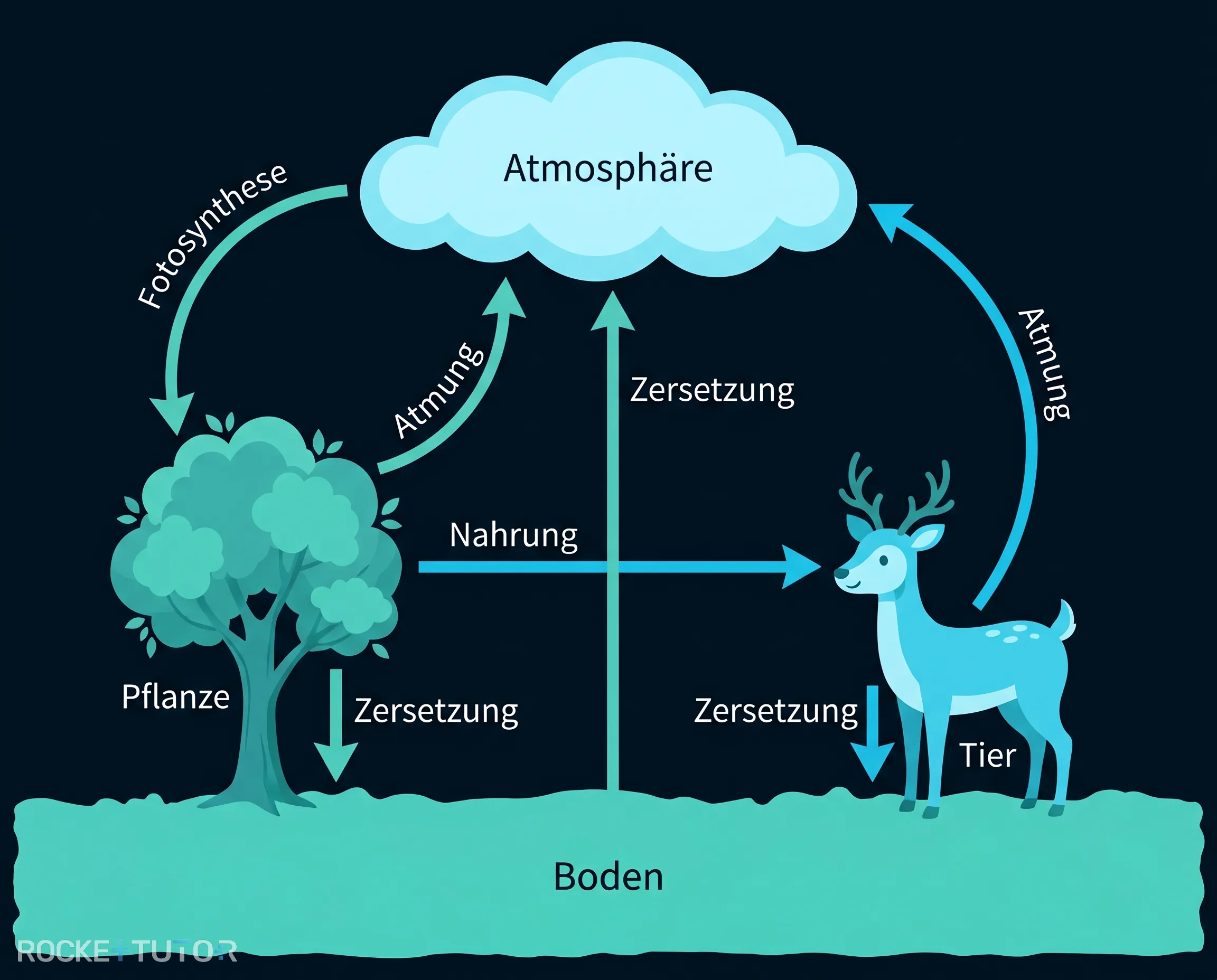 Kreislauf zwischen Atmosphäre Pflanzen Tieren und Boden
