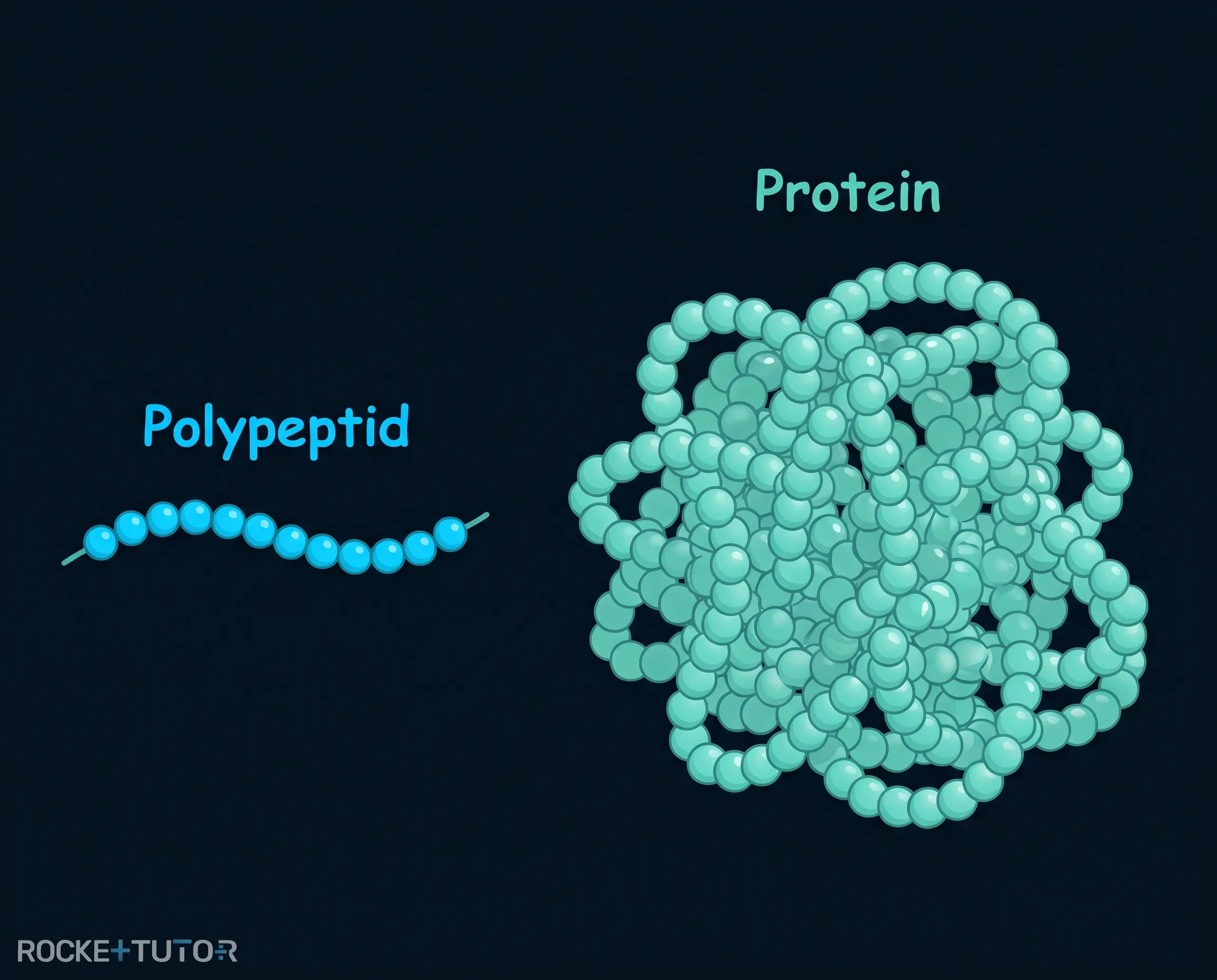 Polypeptid und Protein Struktur