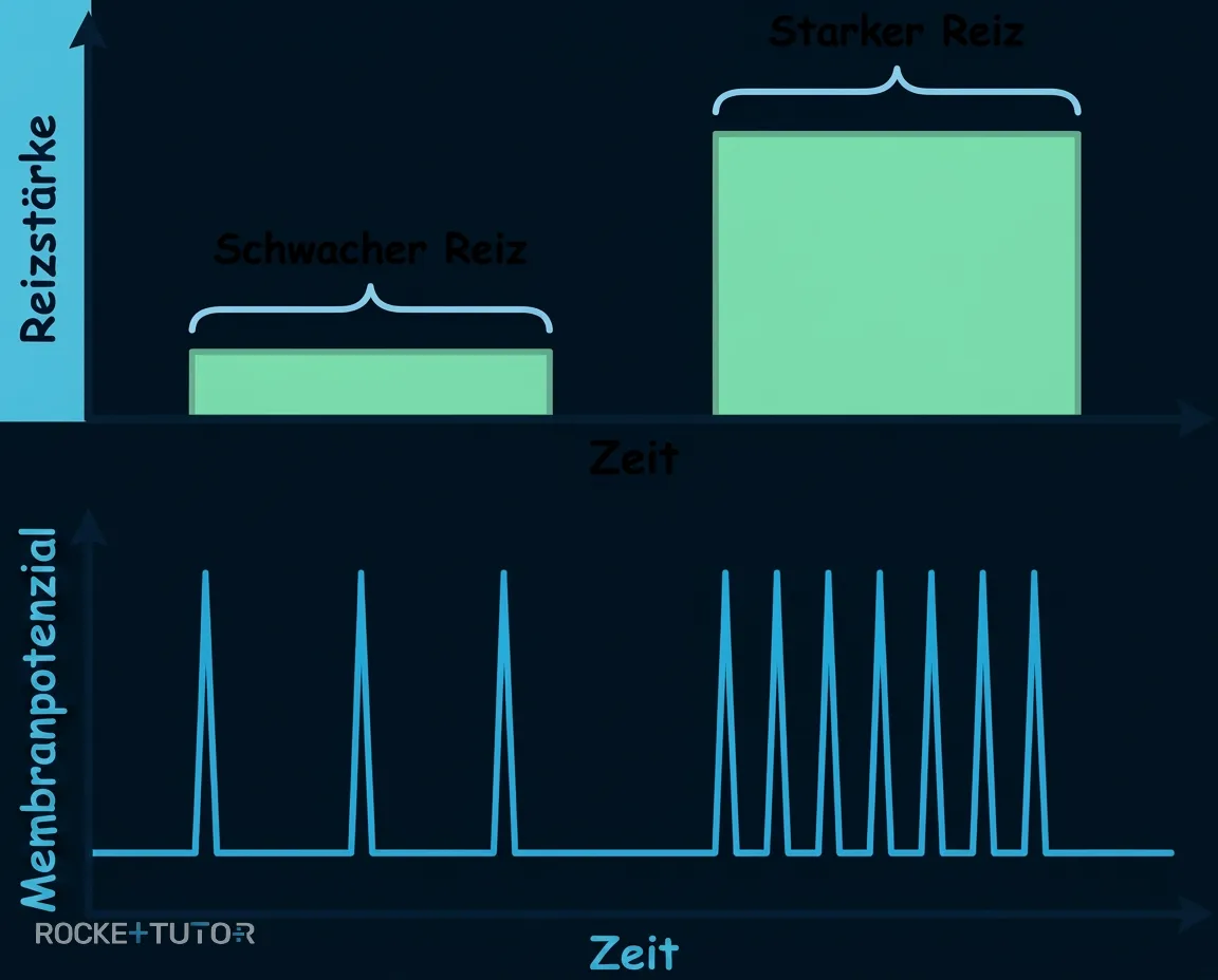 Diagramm zur Frequenzcodierung von Reizen