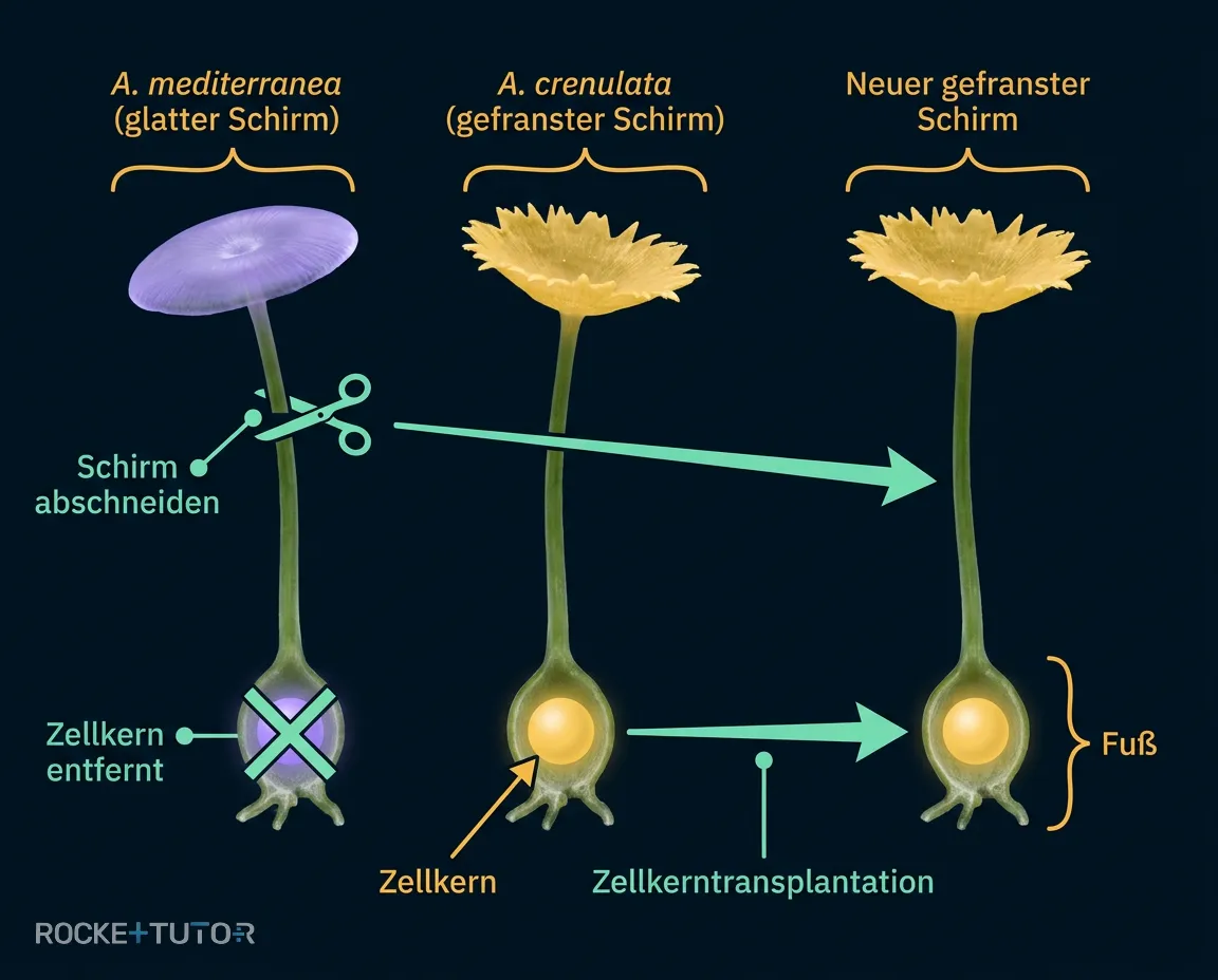 Acetabularia Experiment Ablauf