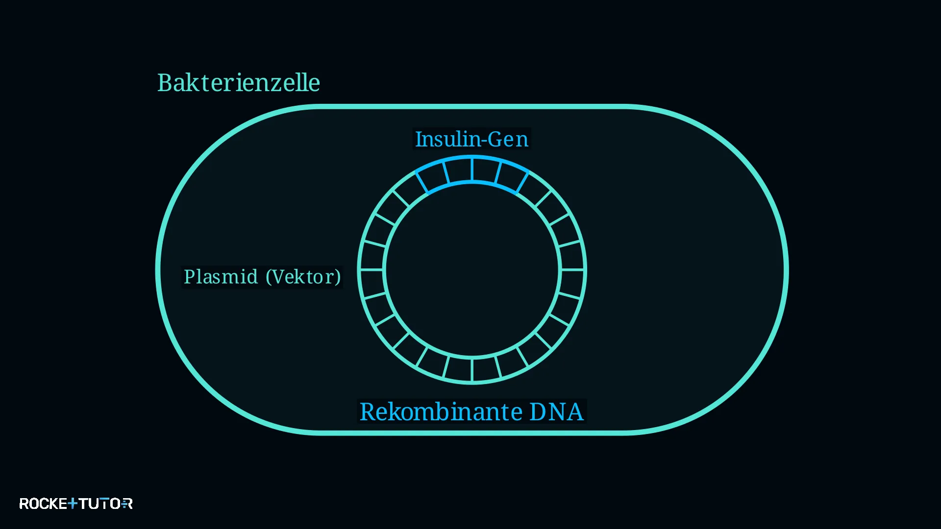 Rekombinante DNA aus Plasmid und Fremd-DNA