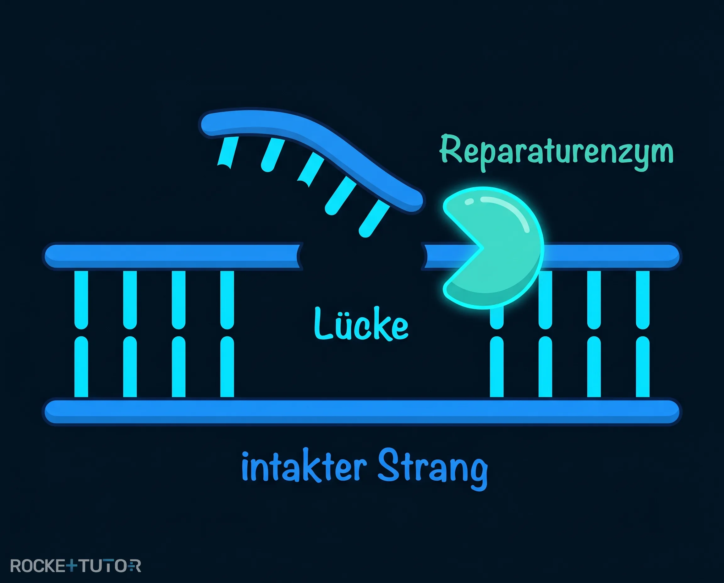 Reparaturenzyme beheben den DNA-Schaden