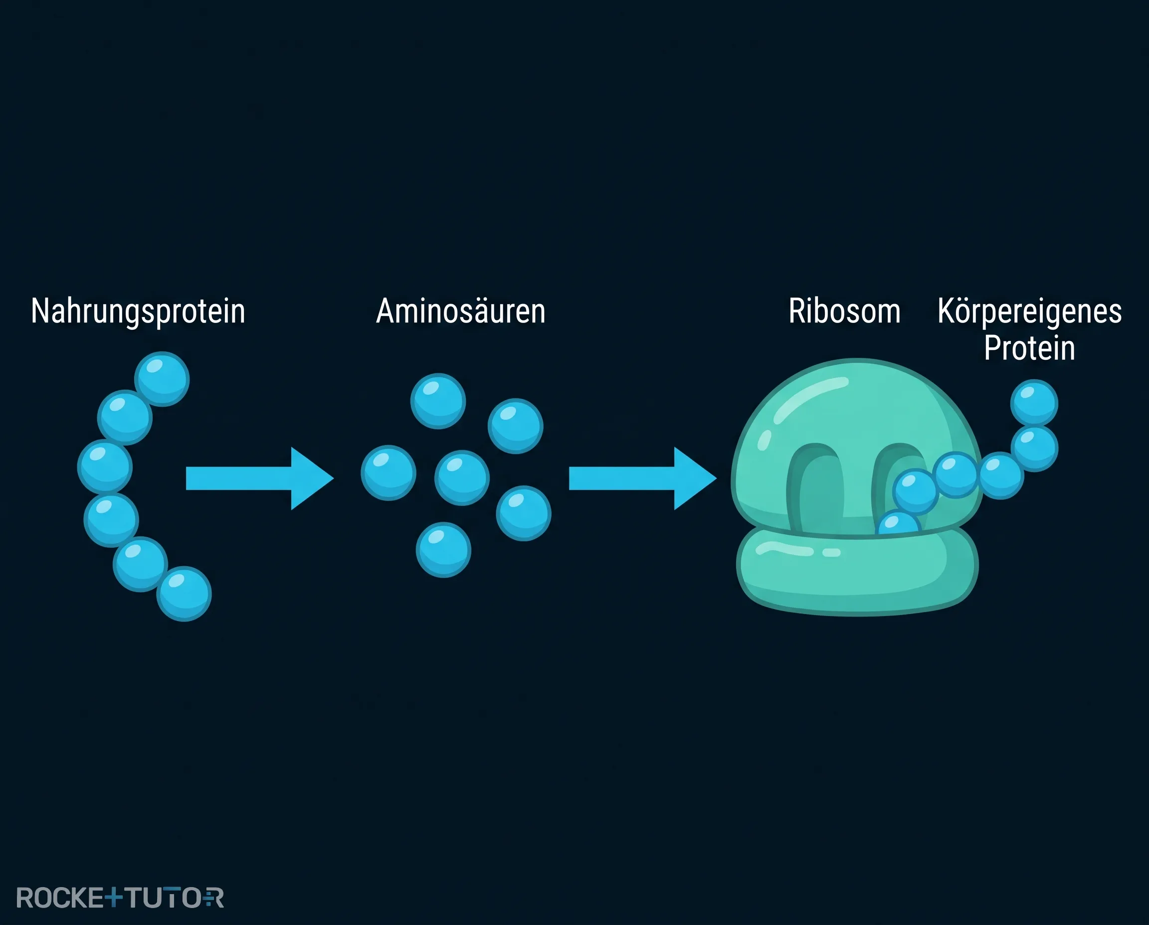 Verdauung von Proteinen zu Aminosäuren