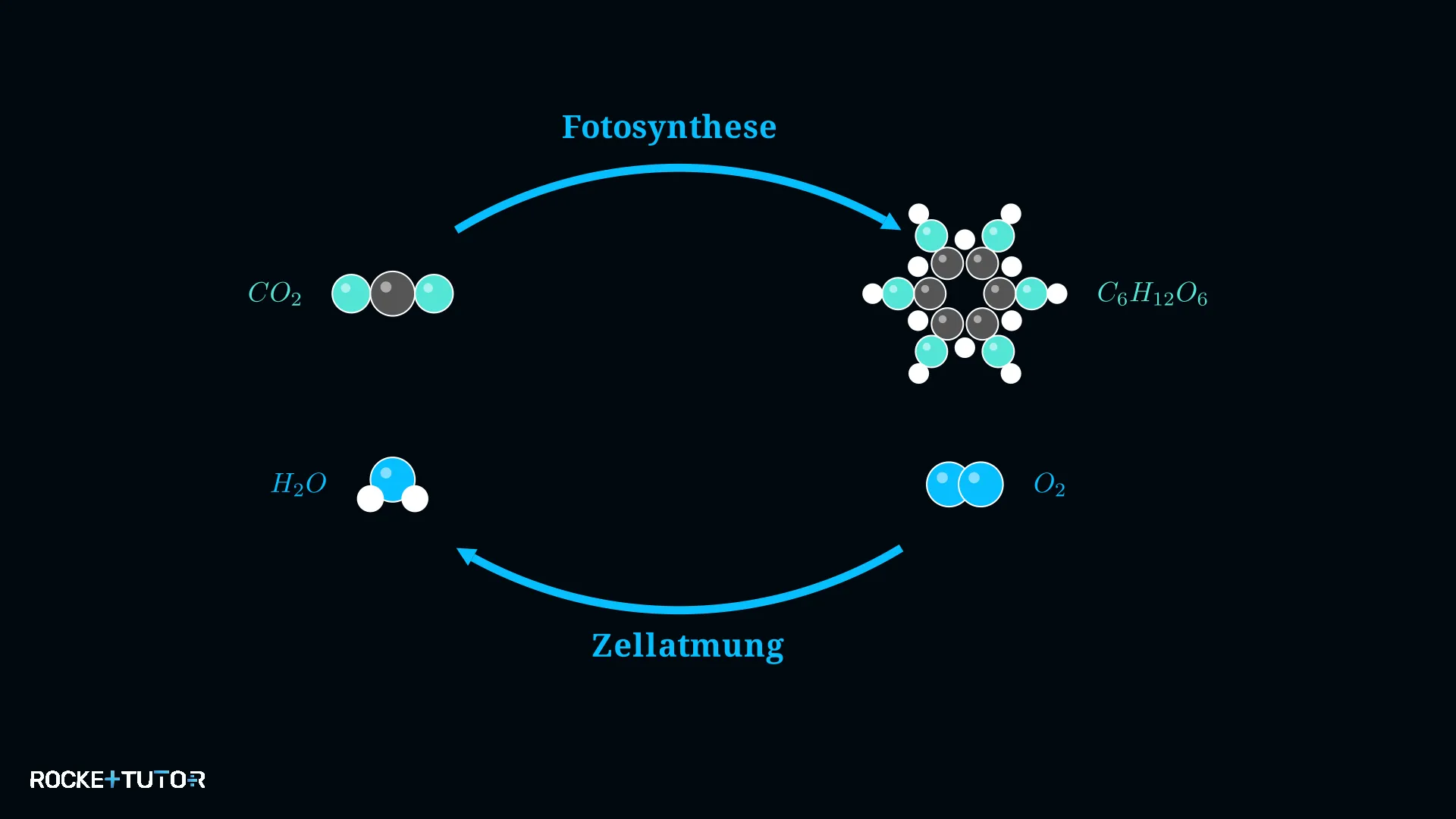Zusammenhang von Fotosynthese und Zellatmung