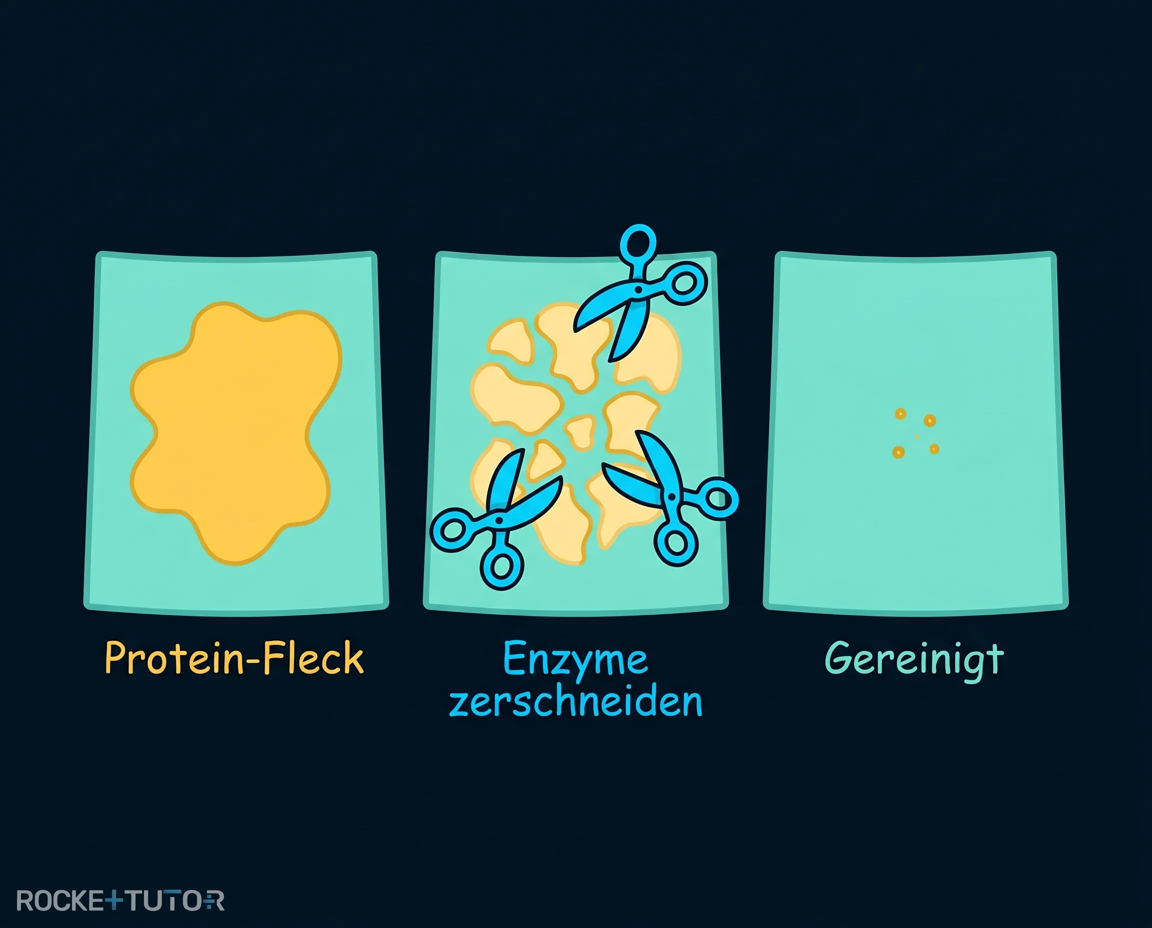 Enzyme zerschneiden Proteine