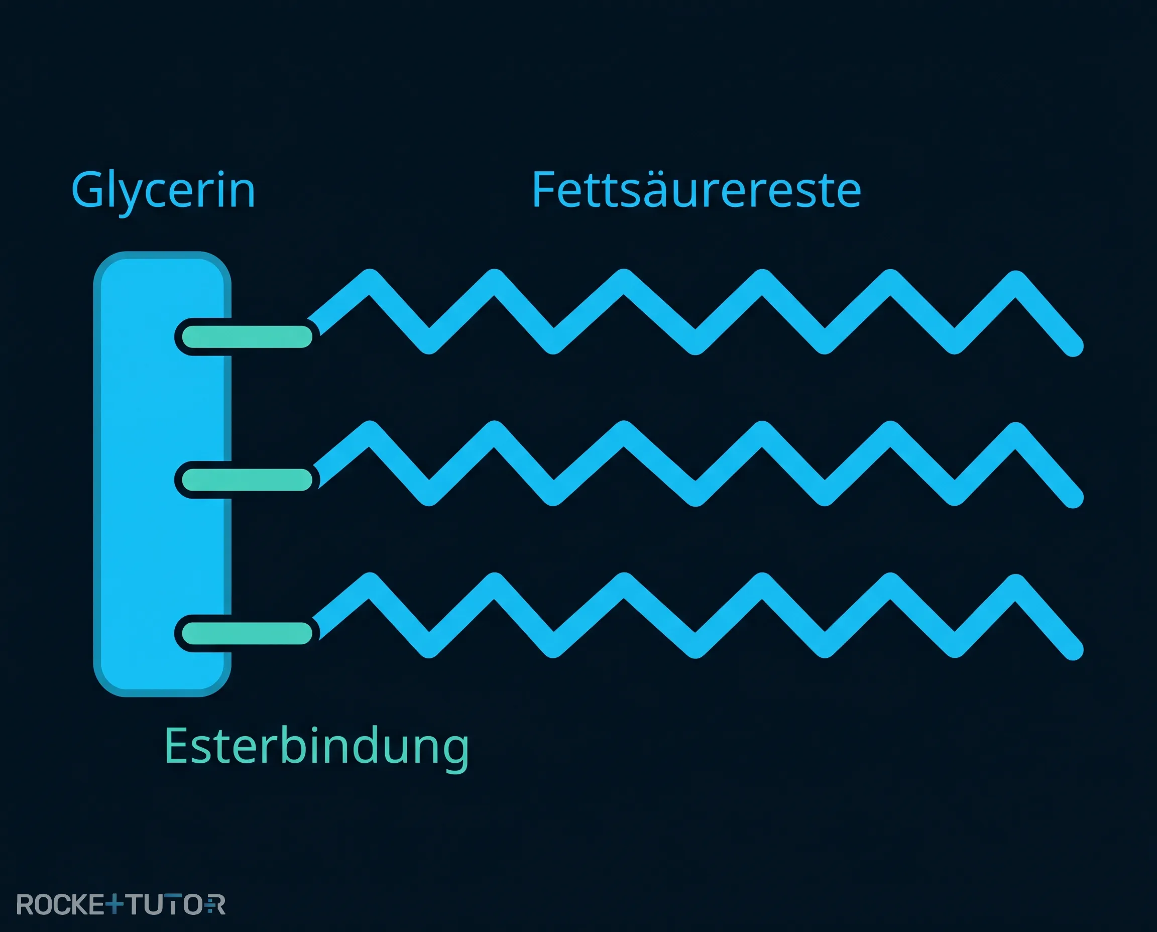 Aufbau eines Triglycerids aus Glycerin und Fettsäuren