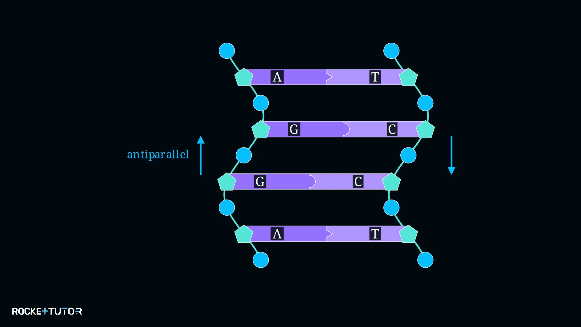 DNA Doppelhelix Struktur