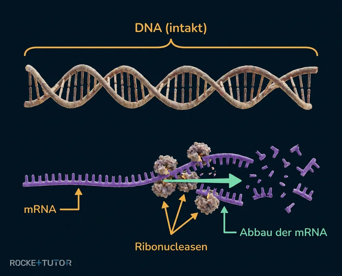 Ribonucleasen zerschneiden mRNA