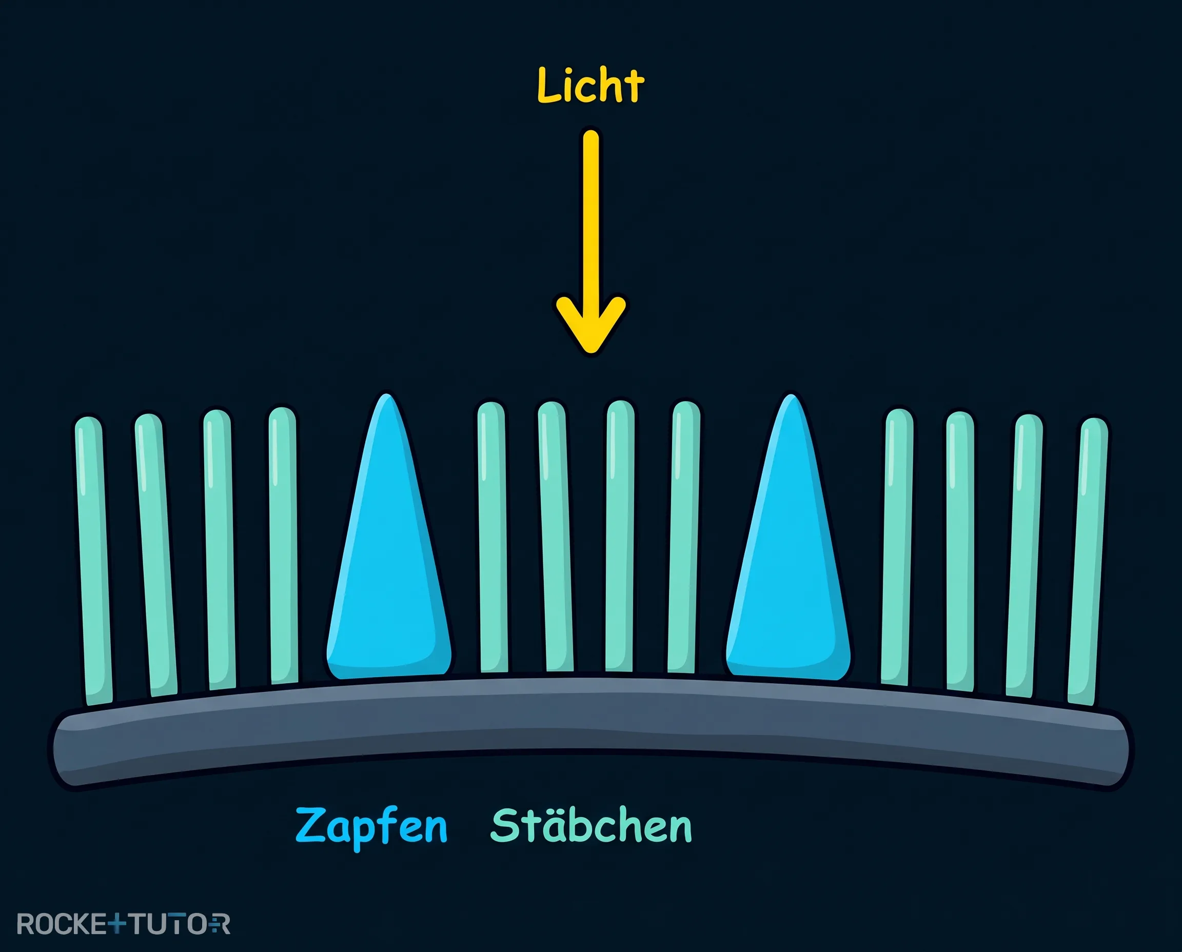 Verteilung von Stäbchen und Zapfen
