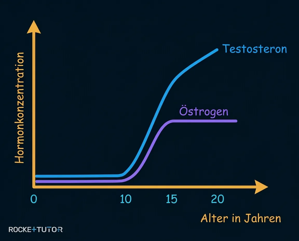 Diagramm zur Hormonkonzentration