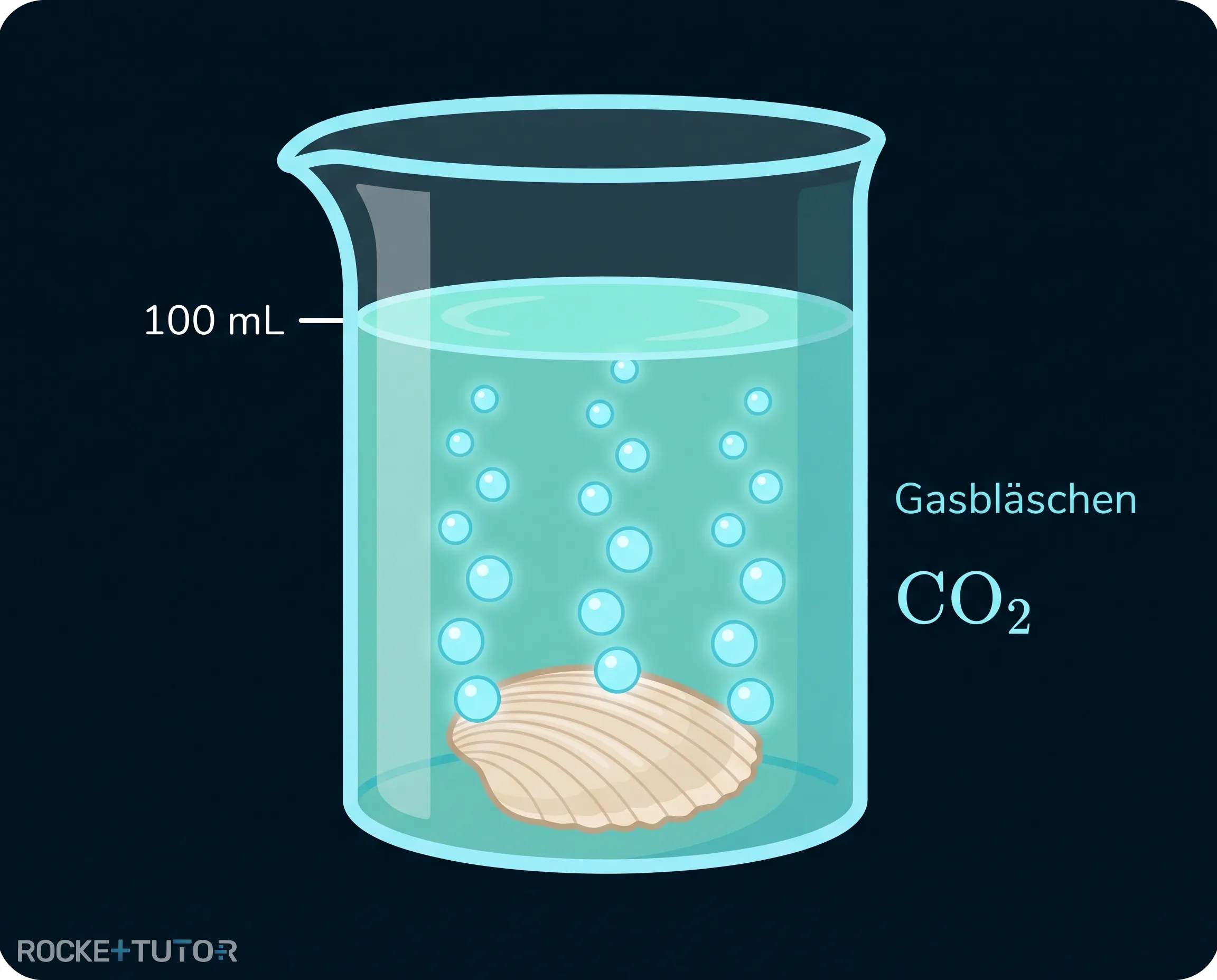 Zersetzte Muschelschale nach Säureangriff