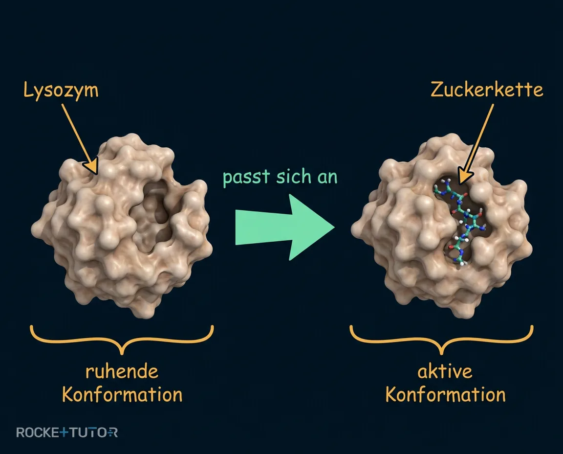 Lysozym bindet an eine Zuckerkette