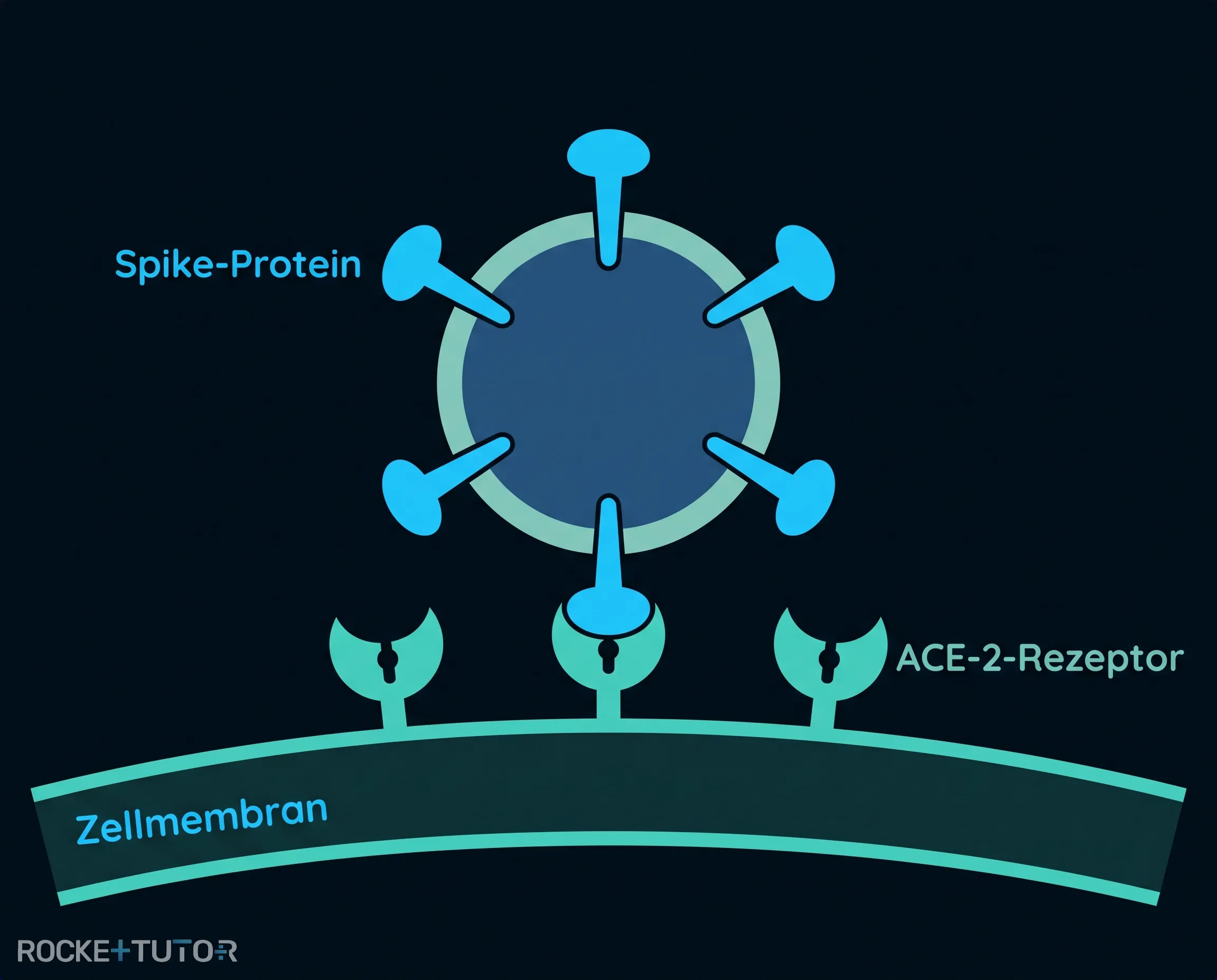 Spike-Protein und ACE-2-Rezeptor