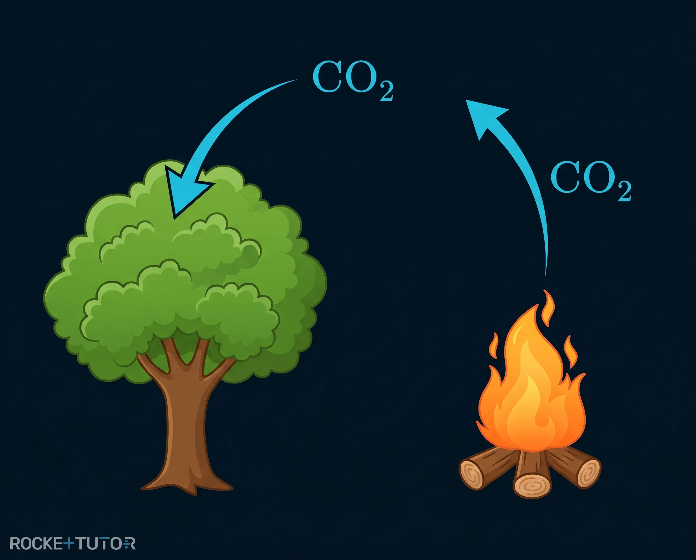 Kreislauf von CO2 bei Biomasse