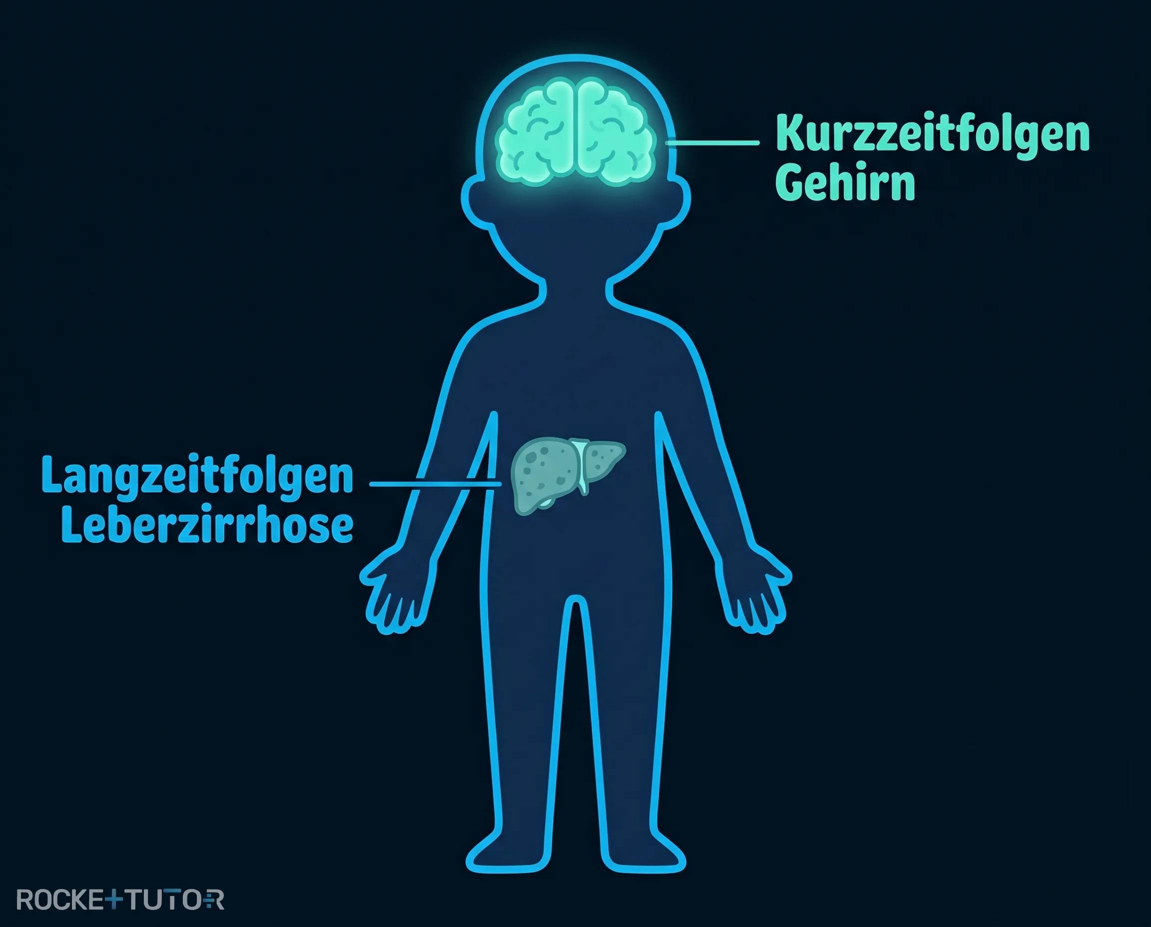 Darstellung einer gesunden und kranken Leber