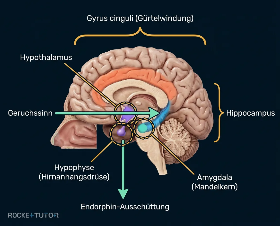 Aufbau des limbischen Systems