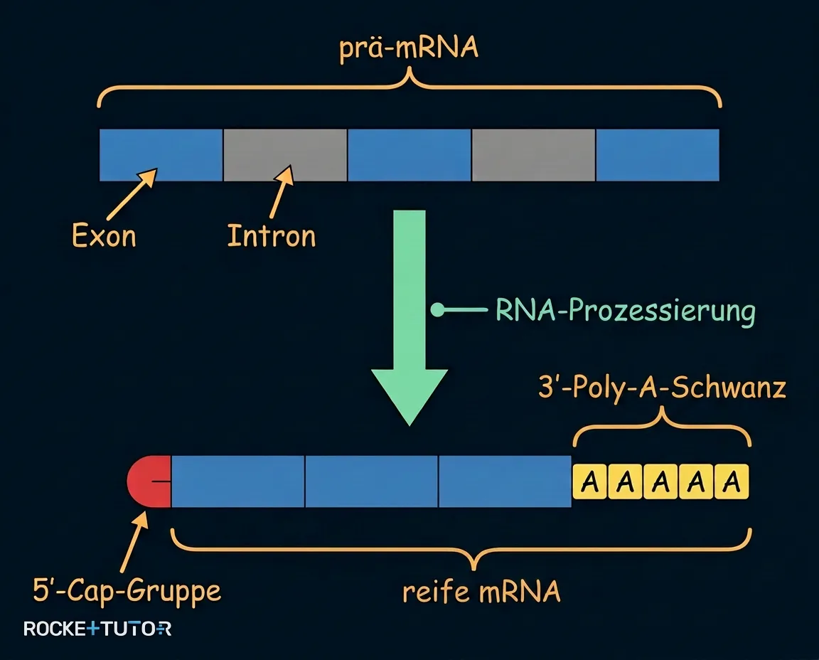 Spleißen von Introns und Exons