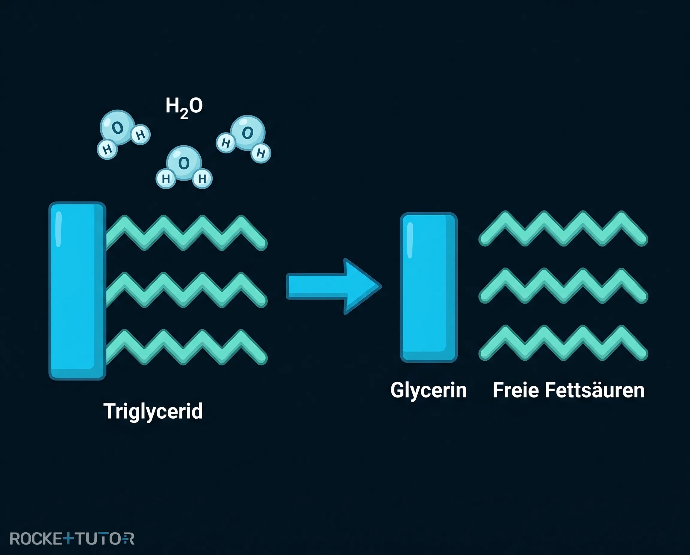 Triglycerid Hydrolyse freie Fettsäuren