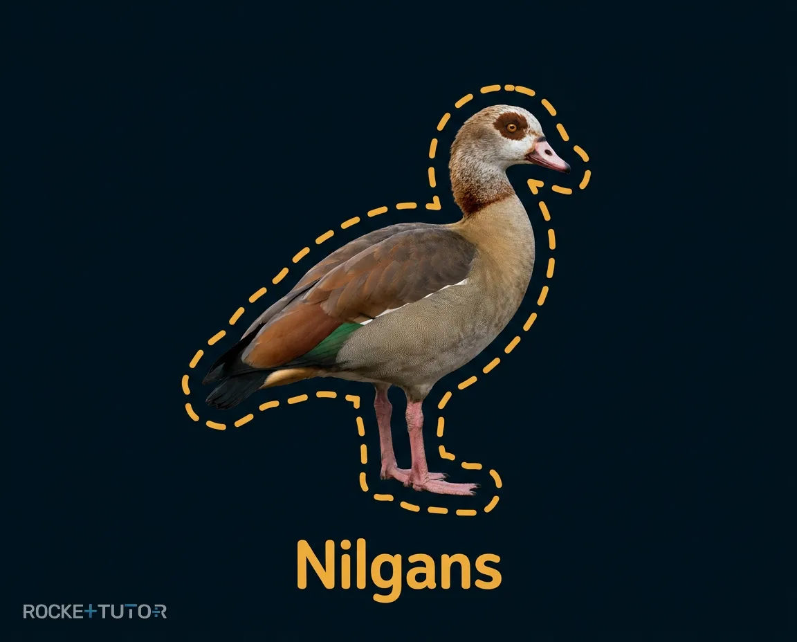 Nilgans am Wasser