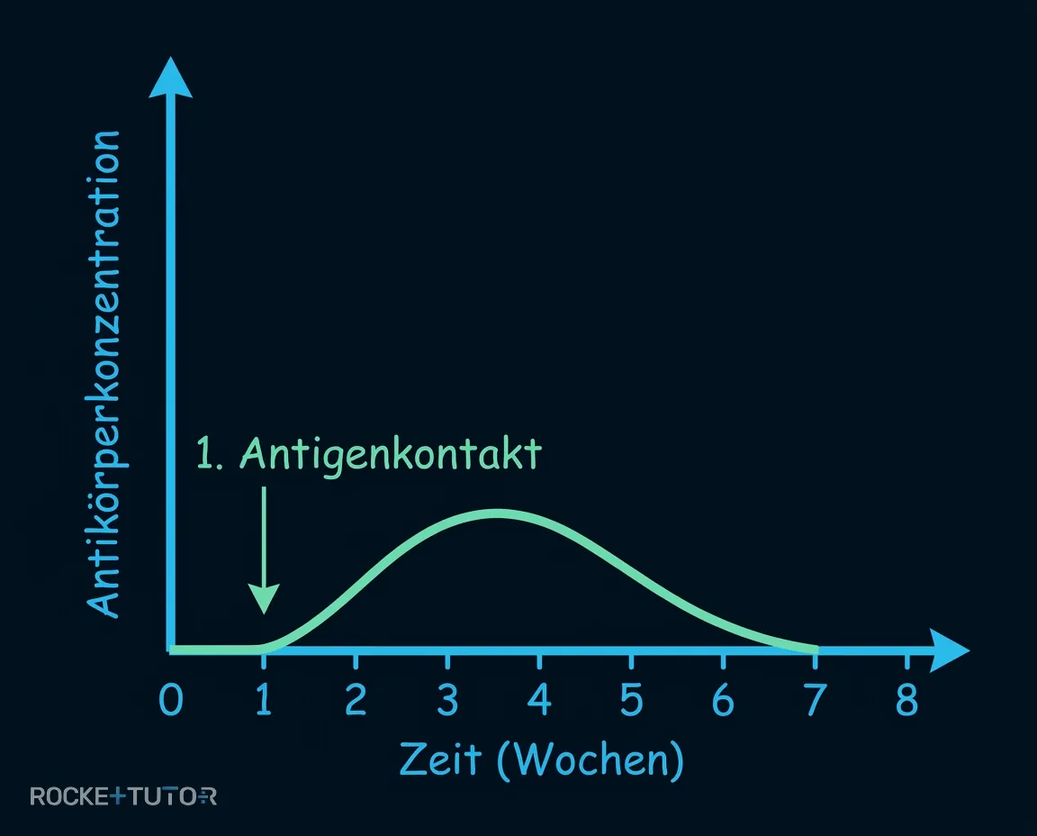 Antikörperkonzentration bei Erstinfektion