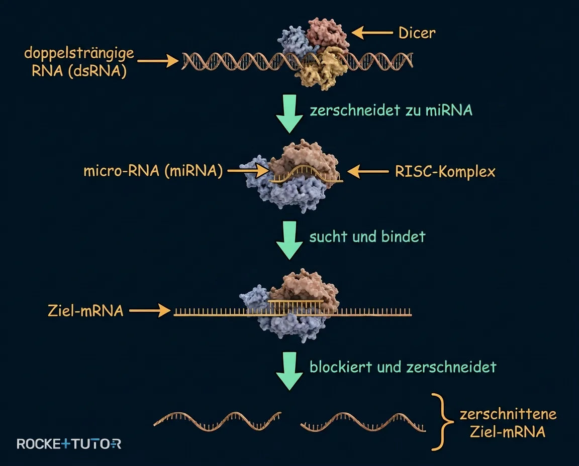 Ablauf der RNA-Interferenz