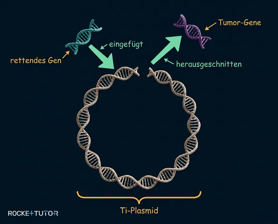 Entschärftes Ti-Plasmid mit Wunsch-Gen