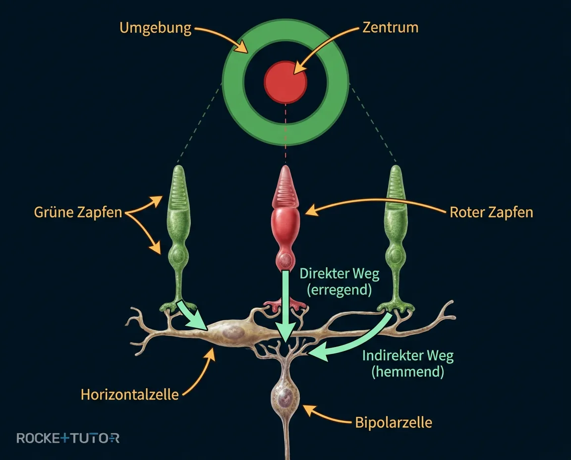 Rezeptives Feld Zentrum und Umgebung